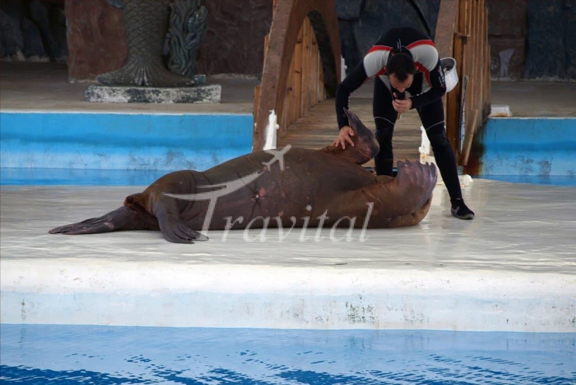Dolphin Park 