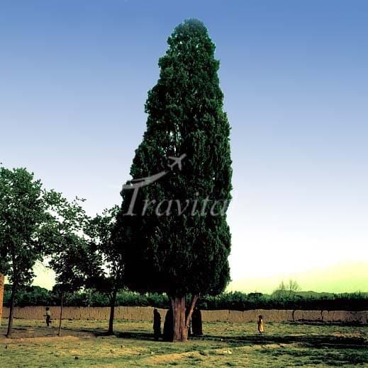 500 Years Old Cypress Tree 