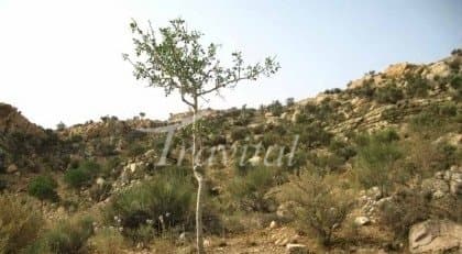 Altitudes and Summits – Bushehr - view 3