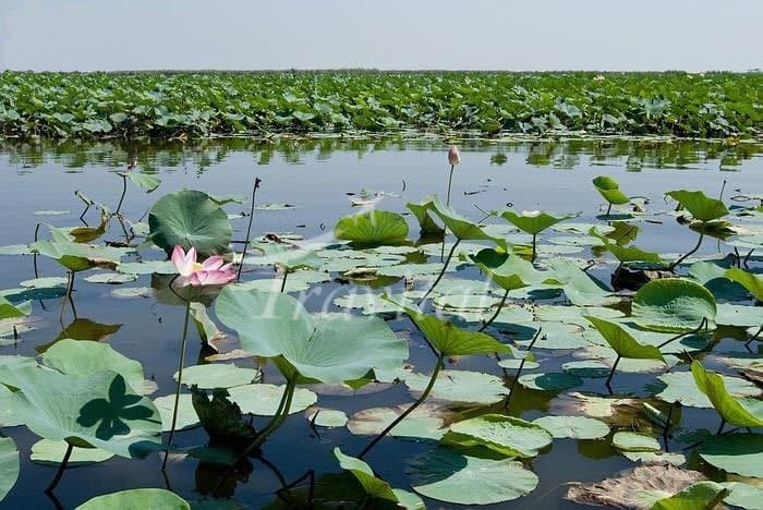 Anzali Wetland – Bandar-e Anzali - view 2
