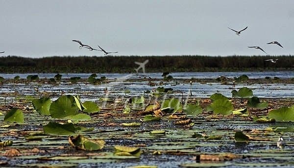 Arjan Lake and Wetland – Shiraz - view 3