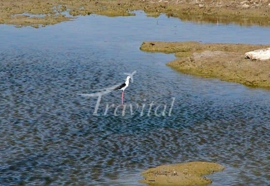 Bamdezh Lagoon 