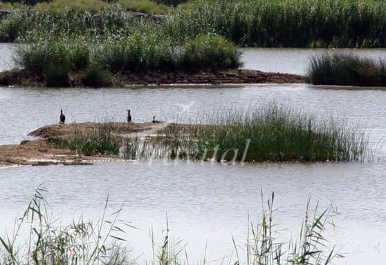Bamdezh Lagoon – Ahvaz - view 2