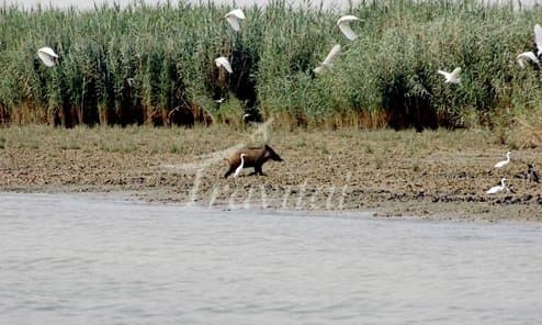 Bamdezh Lagoon – Ahvaz - view 3