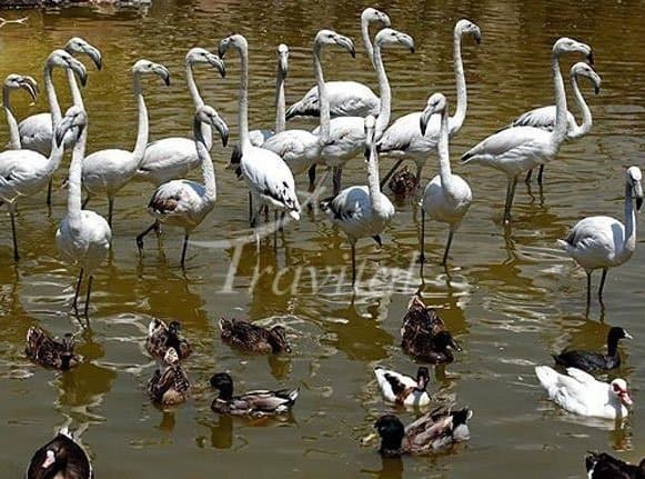 Birds Garden – Tehran - view 2