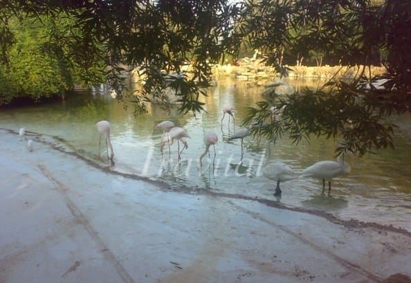 Dolphins Park of Kish – Kish - view 3