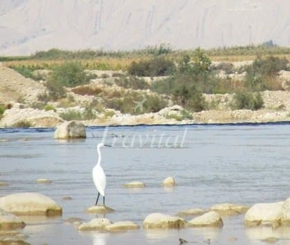 Fahliyan River – Mamasani