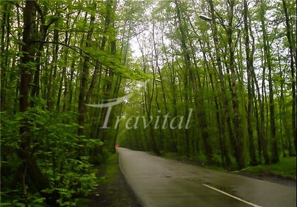 Forest Park Gisoum – Talesh