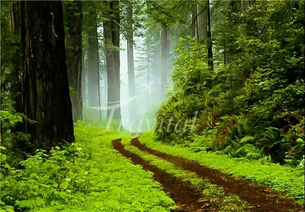 Forest Park Gisoum – Talesh - view 2