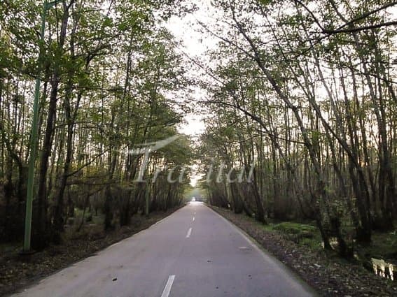 Forest Park Gisoum – Talesh - view 3