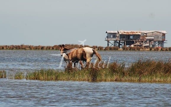 Gomishan Wetland – Gorgan - view 3