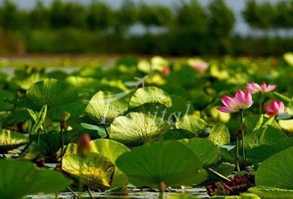 Hamid Abad Lagoon – Sari - view 2