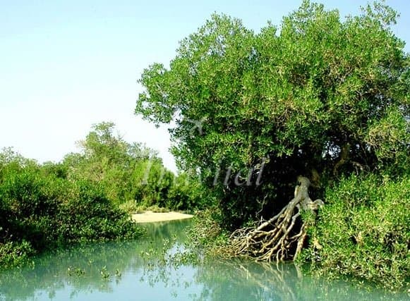 Harra (Mangrove) protected area – Qeshm - view 2