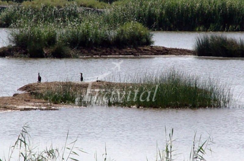 Hoor Mazra’eh Wetland – Dezful - view 2