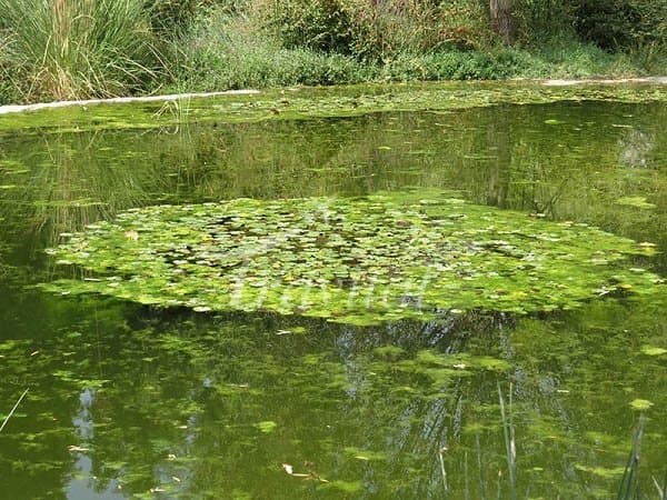 Kandochal Wetland – Chalus - view 2
