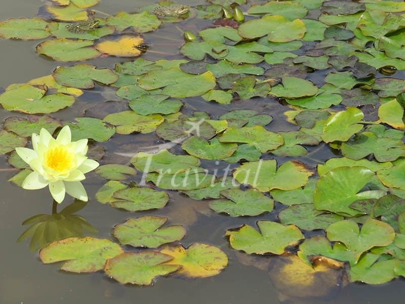 Kandochal Wetland – Chalus - view 3
