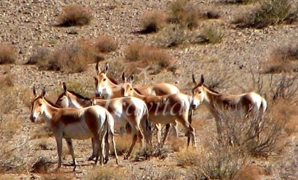 Kavir (Desert) National Park and Wildlife – Qom - view 2