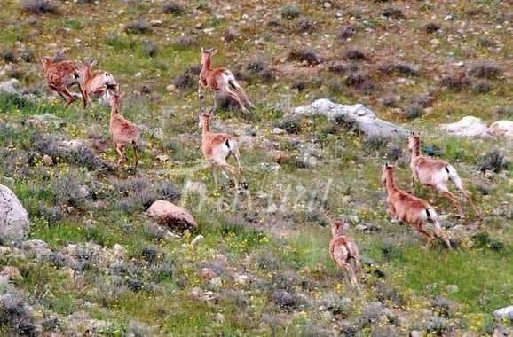 Khojir and Sorkheh Hesar National Park – Tehran - view 3