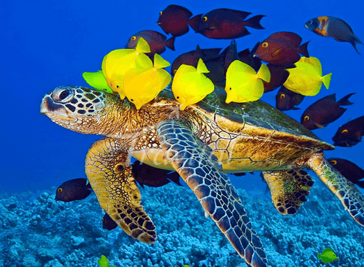 Kish Aquarium 