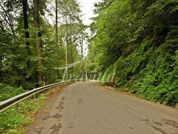 Kurd Kooy Forest 