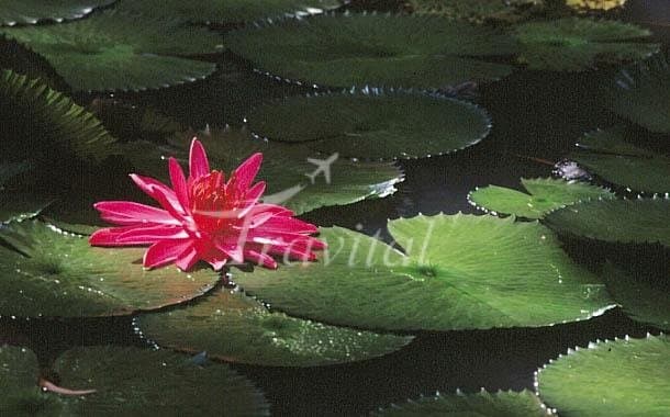 Lotus Park 