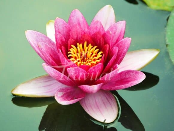 Lotus Park – Sari - view 2