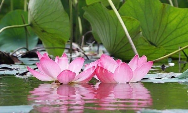 Lotus Park – Sari - view 3