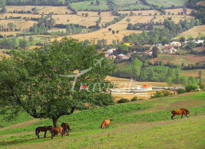 Pasha Kola Village 