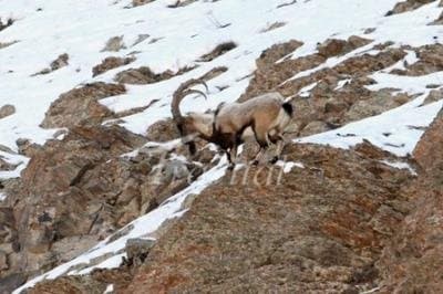 Protected Wildlife Zones 