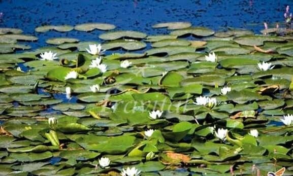 Sarab Niloofar Wetland – Kermanshah - view 2