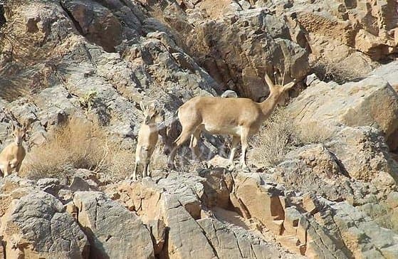 Shirahmad Wildlife Shelter 