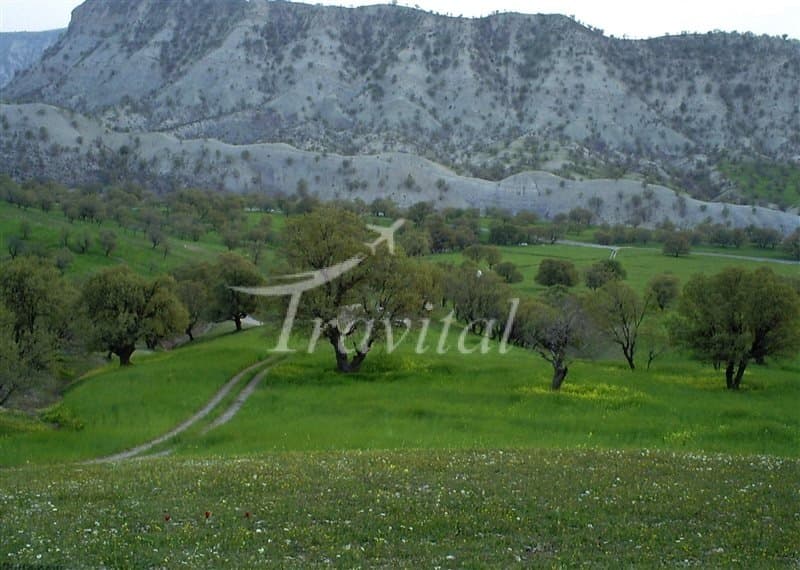 Tang-e-Dalav Forest Receation Sites 