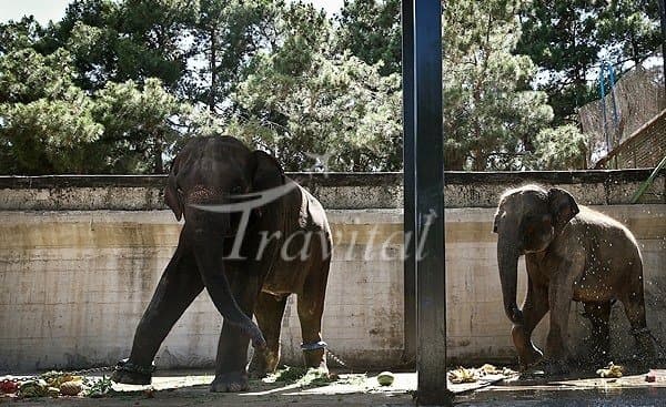 Tehran Zoo 