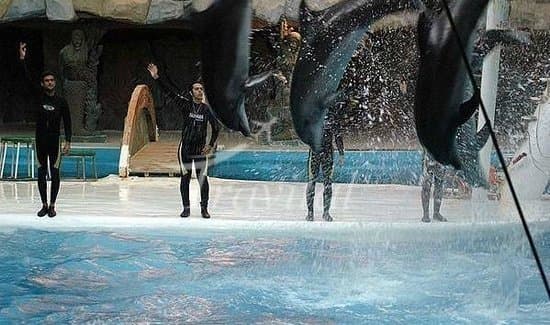 Dolphin Park – Kish - view 3