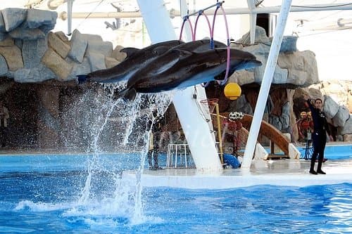 Dolphin Park – Kish - view 2
