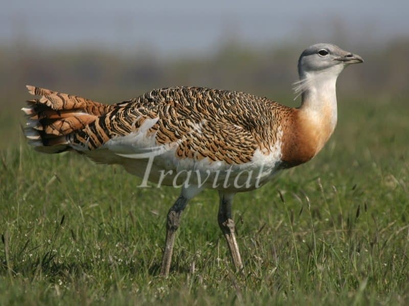 Sootav Wildlife Refuge – Bukan - view 1