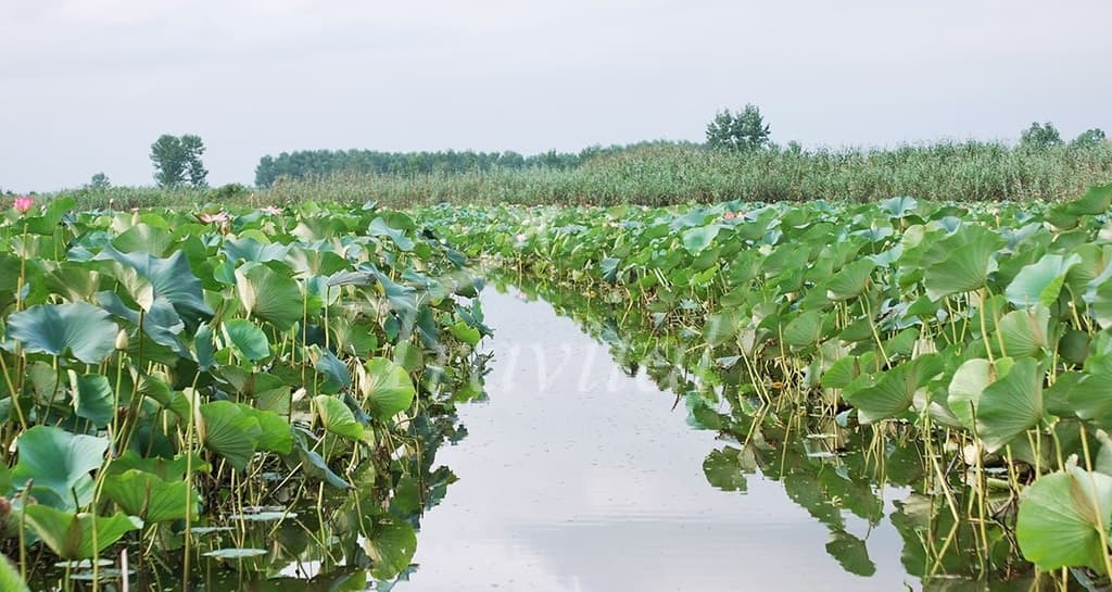 Anzali Wetland – Bandar-e Anzali