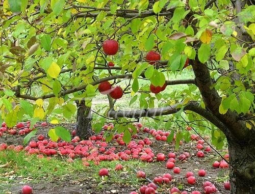 Apple Garden – Karaj - view 2