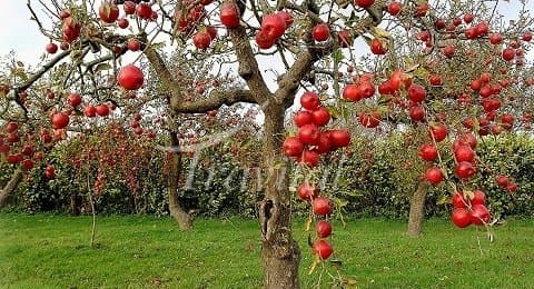 Apple Garden – Karaj - view 3