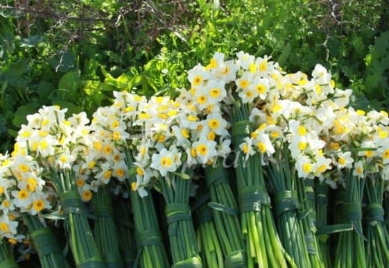 Daffodil Flowerbed – Kazeroon - view 2