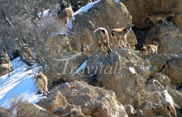 Dena Wildlife Protected Zones – Boyer Ahmad (Yasuj) - view 2