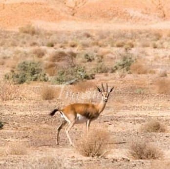 Kavir National Park – Varamin - view 3