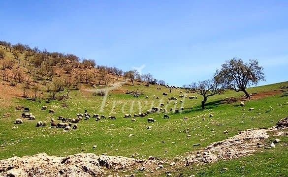 Koohdasht Plain