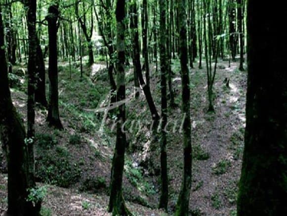 Kurd Kooy Forest – Kord Kuy - view 3