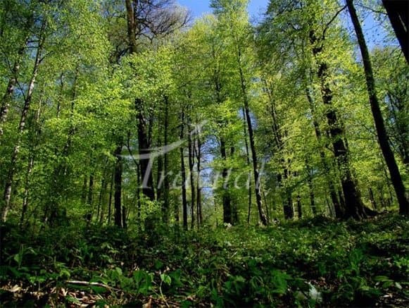 Namak Abrud Forest Park – Chalus - view 2
