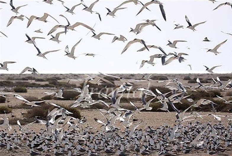 Omol Karam and Nakhiloo Island – Bushehr - view 3