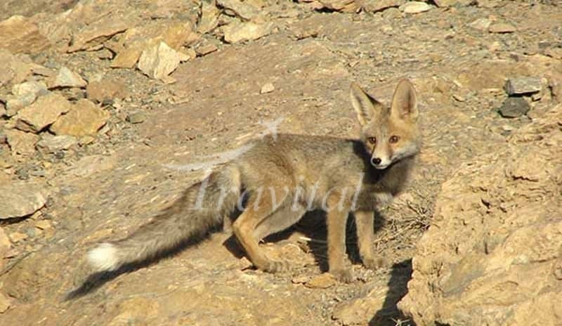 Protected Wildlife Zones – Yazd - view 3