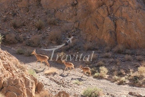 Protected Wildlife Zones and Hunting Sites – Kermanshah - view 2