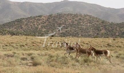 Protected Zones – Kerman - view 3