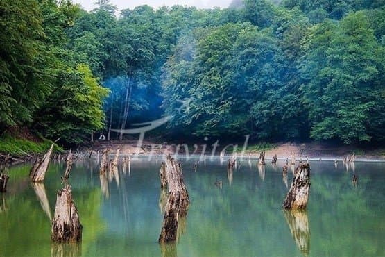 Sary, Kiasar and Savad Kooh Forests – Savad Kooh